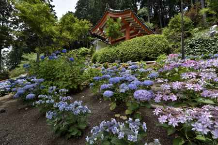 三室戸寺・紫陽花（２）