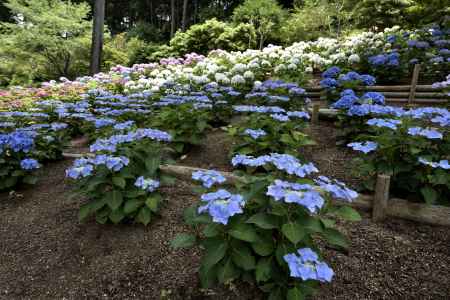 三室戸寺・紫陽花（３）