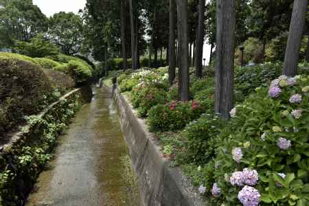 三室戸寺・紫陽花（５）