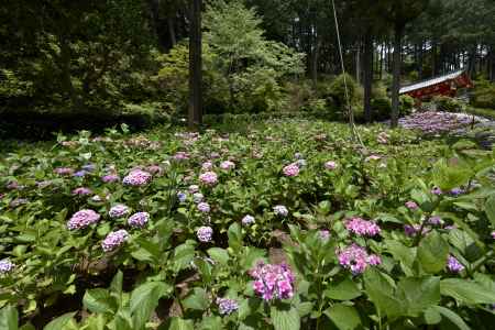 三室戸寺・紫陽花（７）