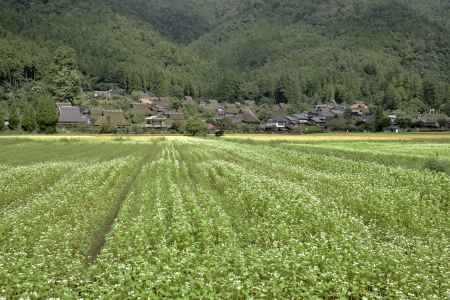 蕎麦の花