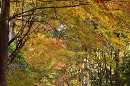 龍安寺・紅葉２０１７（３）