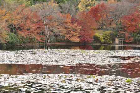 龍安寺・紅葉２０１７（５）