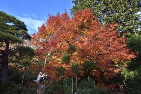 龍安寺・紅葉２０１７（６）