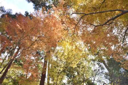 龍安寺・紅葉２０１７（１１）