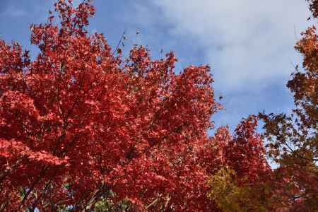 龍安寺・紅葉２０１７（１２）