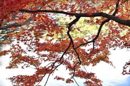 龍安寺・紅葉２０１７（１３）