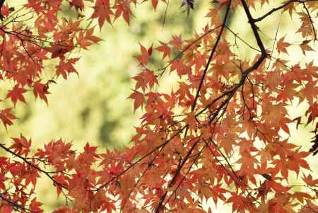 龍安寺・紅葉２０１７（１4）