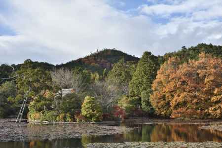 龍安寺・紅葉２０１７（１７）