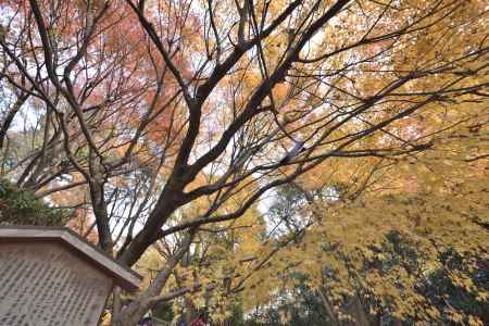 龍安寺・紅葉２０１７（１9）