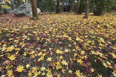 龍安寺・紅葉２０１７（２０）