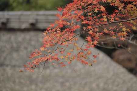 祇王寺・紅葉２０１７（１）