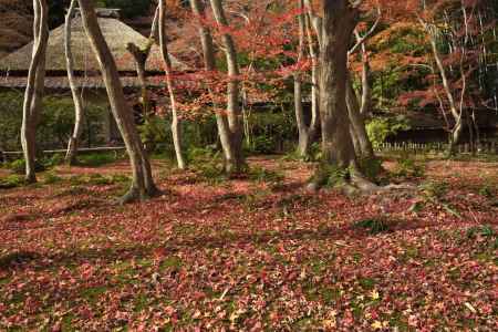 祇王寺・紅葉２０１７（２）