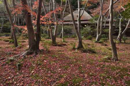 祇王寺・紅葉２０１７（３）