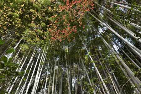 祇王寺・紅葉２０１７（５）