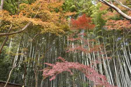 祇王寺・紅葉２０１７（７）