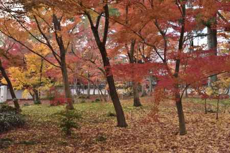 永観堂・紅葉２０１７（１１）