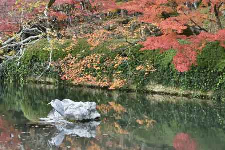 永観堂・紅葉２０１７（１３）