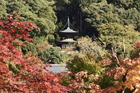 永観堂・紅葉２０１７（２０）