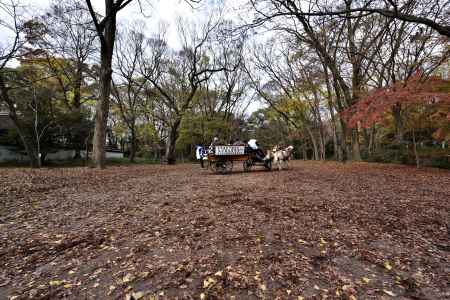 下鴨神社糺の森（１）