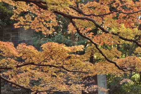 北野天満宮御土居２０１７（４）