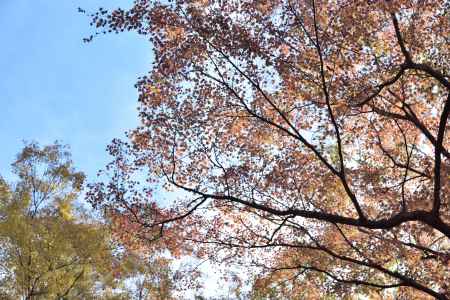 北野天満宮御土居２０１７（７）