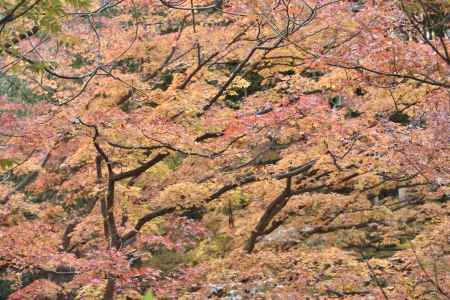 北野天満宮御土居２０１７（８）