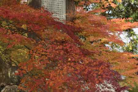 南禅寺・紅葉２０１７（８）