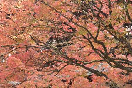 南禅寺・紅葉２０１７（１３）