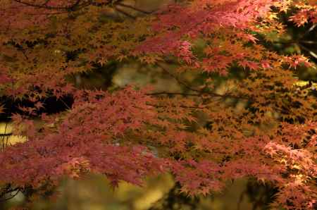 南禅寺・紅葉２０１７（１４）