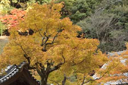 南禅寺・紅葉２０１７（１８）