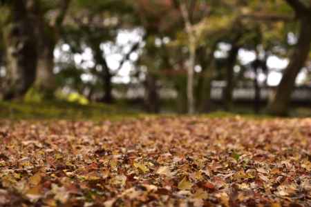 東福寺・紅葉２０１７（１）