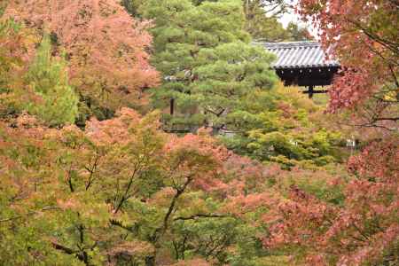 東福寺・紅葉２０１７（２）