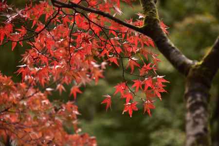 東福寺・紅葉２０１７（３）