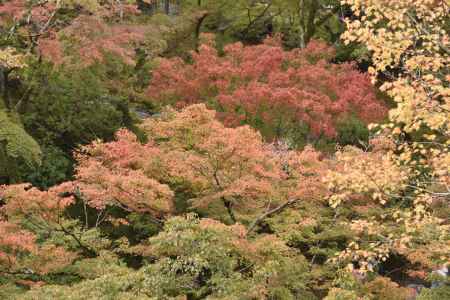 東福寺・紅葉２０１７（４）