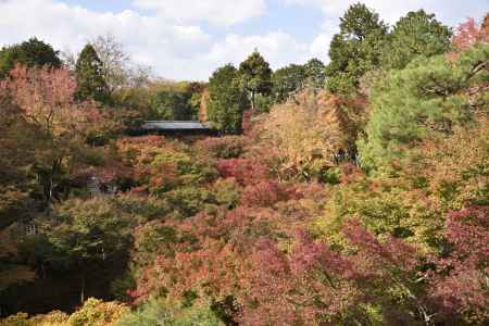 東福寺・紅葉２０１７（８）