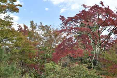 天龍寺・紅葉２０１７（１０）