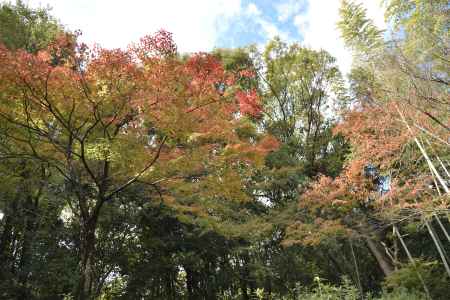 天龍寺・紅葉２０１７（１１）