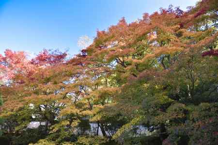 天授庵・紅葉２０１７（２）