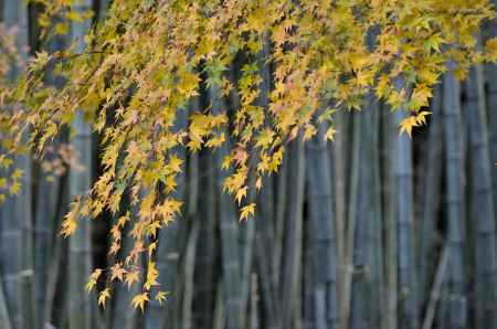 直指庵・紅葉２０１７（１）