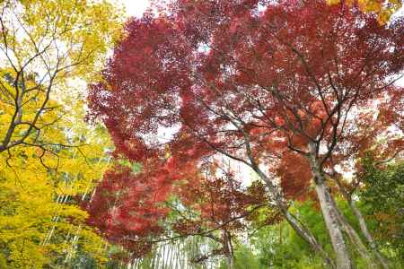 直指庵・紅葉２０１７（5）