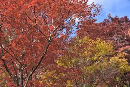 直指庵・紅葉２０１７（7）