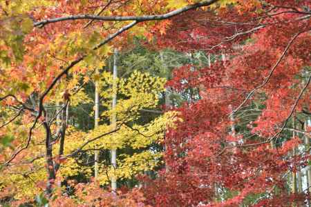 直指庵・紅葉２０１７（９）