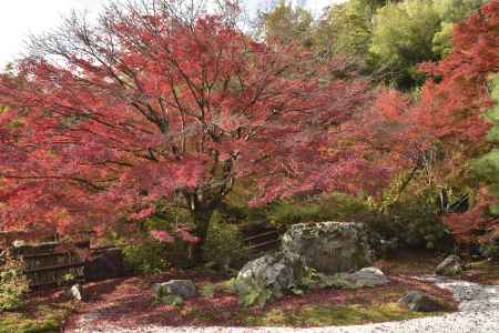 直指庵・紅葉２０１７（１３）