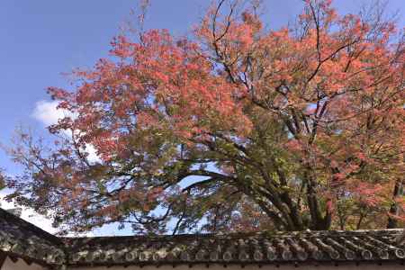 醍醐寺・紅葉２０１７（６）