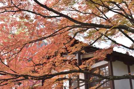 大覚寺・紅葉２０１７（２）