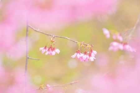 長徳寺（２）おかめ桜