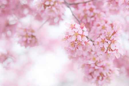 長徳寺（５）おかめ桜