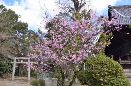 百萬遍知恩寺・フジザクラ（２）