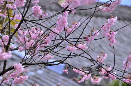 百萬遍知恩寺・フジザクラ（４）